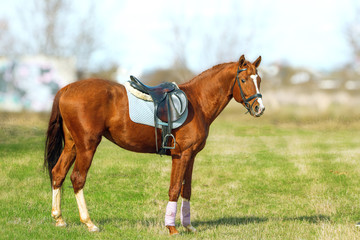 Obraz premium the exterior of the horse