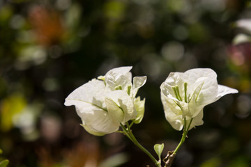  White Bougainvillea flower in dark background