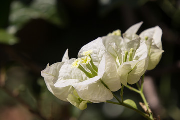 Obraz premium White Bougainvillea flower in dark background