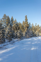 winter pine forest