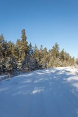 winter pine forest