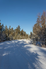 Fototapeta na wymiar winter pine forest