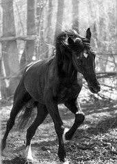 Obraz na płótnie Canvas black horse in motion
