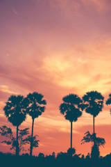 Copy space of tropical palm tree with sun light on sky background.