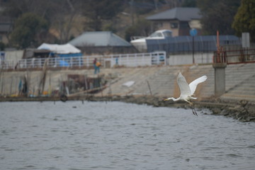 Fototapeta premium しらさぎ