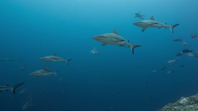 Large school of sharks swim in blue water