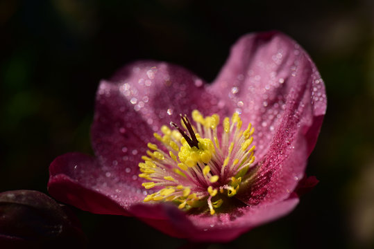 nahaufnahme einer roten christrose mit  tautropfen in der fr&uuml;hlingssonne
