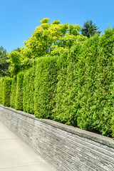Trees behind a tall green hedge on concrete terrace with blue sky background