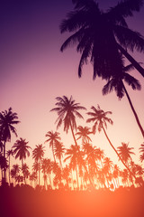 Naklejka na ściany i meble Copy space of tropical palm tree with sun light on sky background.