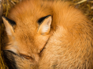 red Fox sleeping
