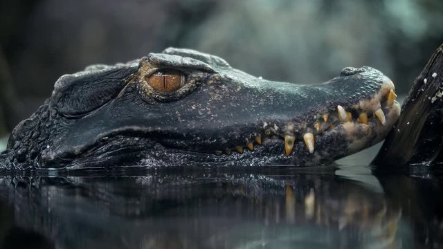 Cuvier's dwarf caiman 