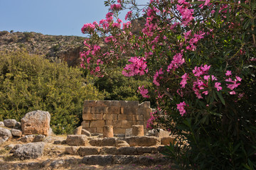 Pink oleander flowers at Lisson archaeological sites, south-west coast of Crete island, Greece