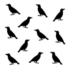 カラスの模様