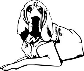 Bloodhound Vector Illustration - obrazy, fototapety, plakaty