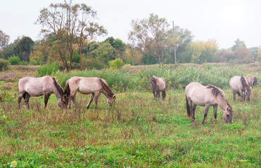 Naklejka na ściany i meble The horses of the breed Polish conic graze on a meadow field in the wild