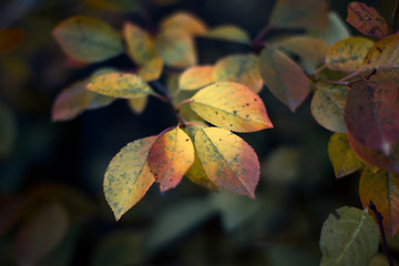 autumn leave