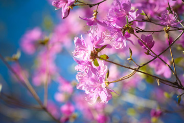Pink blooming twig against blue clear sky. Spring concept. Tree branch, blossoms, rhododendron, close up, nature