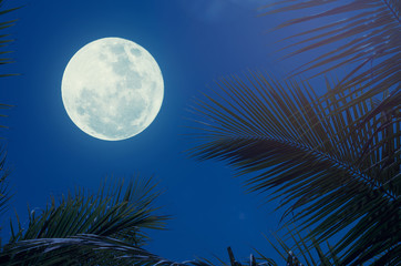 Fototapeta na wymiar Tropical night. Full moon and palm leaf abstract background.