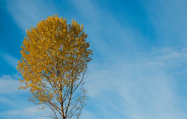 tree in autumn on a background of blue sky