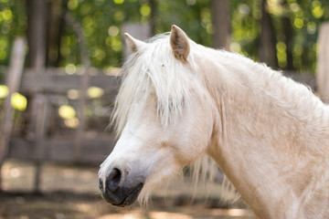 Obraz premium portrait of white horse