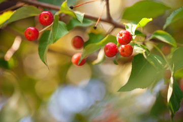 Apple tree soft summer background. Summer light.