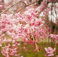 Cherry blossom at garden in Kyoto, Japan
