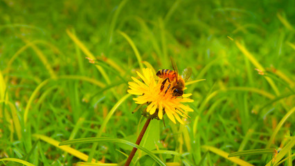 Detail of honey bee on yellow flower