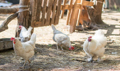 white chickens