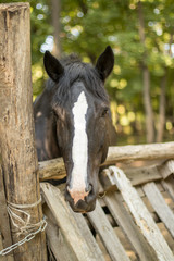 black horse portrait
