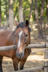 Obraz premium red horse