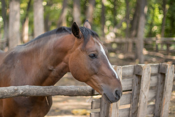 Obraz premium red horse