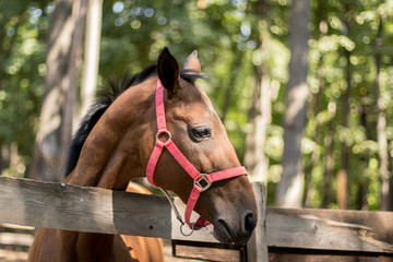 red horse portrait