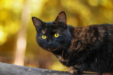 black cat with yellow eyes
