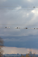 pigeons home