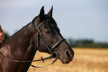 Fototapeta premium Horse in portraits at sunset, with bridle.