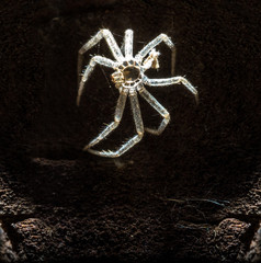 spider clothes