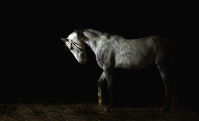 grey horse on dark background