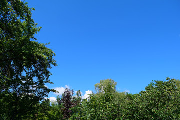 View from below through the green leaves to the blue sky. Background, texture.