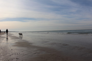 Hund am Meer
