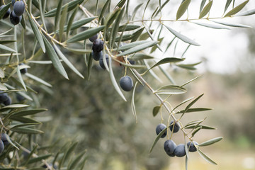 Fototapeta na wymiar Branch of olive tree with lot of black olives on it