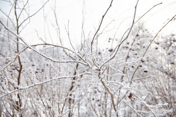 Nature in the winter. Snow and frost on the branches of a bush