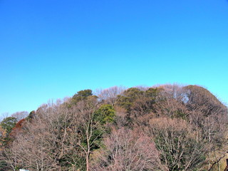 早春の枯木林と青空
