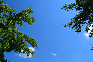 View from below through the green leaves to the blue sky. Background, texture.