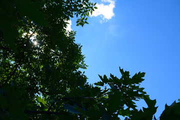 View from below through the green leaves to the blue sky. Background, texture.