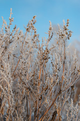 dry grass with ice against a blue sky