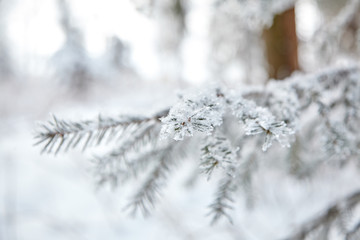 Winter forest. Snow covered spruce branch