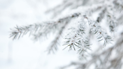 Winter forest. Snow covered spruce branch