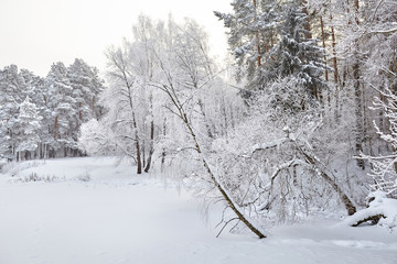 Winter nature. Hoarfrost covered trees in the forest. Shore of a frozen lake. Snowy landscape
