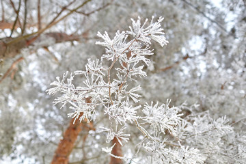 Hoarfrost. Winter forest. Snow covered pine branch