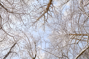 Fototapeta na wymiar Winter forest. Tree crowns. Hoarfrost covered branches. Snowy nature and blue sky